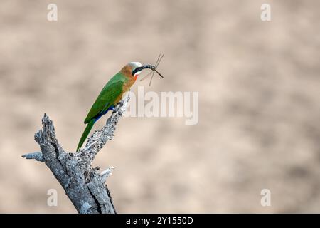 Südafrika, Kruger-Nationalpark, Weißfrontenbienenfresser (Merops bullockoides) mit einer Libelle Stockfoto