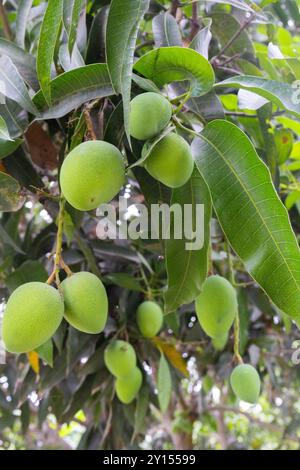 Grüne Frucht-Mangos hängen an einem Baum mit üppigen Blättern Stockfoto