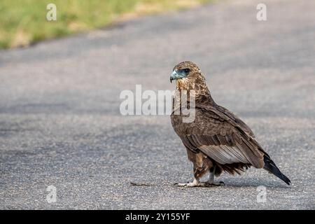 Südafrika, Kruger-Nationalpark, Bateleur Eagle (Terathopius Ecaudatus), Jungtiere Stockfoto