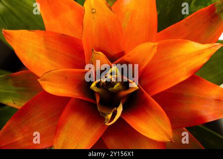 Die Bromelie ist ein tropischer Epiphyt, der eine beliebte Topfpflanze für Haushalte ist. Dies bringt exotische tropische Farben ins Haus das ganze Jahr über. Stockfoto