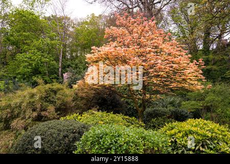 Das intensive goldene Laub eines Acer Ahornbaums, der in einem Sträucher wächst, ist das historische, preisgekrönte Trenance Gardens in Newquay in Cornwall in t Stockfoto