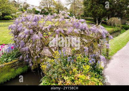 Eine atemberaubende Wisteria sinensis, die über einer hölzernen ornamentalen Fußbrücke in den preisgekrönten historischen subtropischen Trenance Gardens in Newquay in Cor wächst Stockfoto