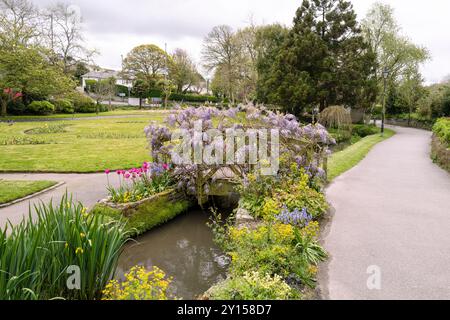 Eine atemberaubende Wisteria sinensis, die über einer hölzernen ornamentalen Fußbrücke in den preisgekrönten historischen subtropischen Trenance Gardens in Newquay in Cor wächst Stockfoto