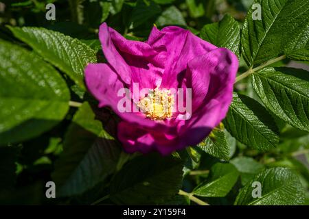 Dog Rose Rosa canina wächst in einem Garten in Großbritannien. Stockfoto