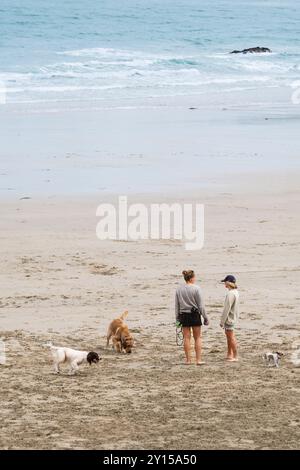 Hundeschlittenläufer, die ihre Hunde am Towan Beach in Newquay in Cornwall in Großbritannien trainieren. Stockfoto