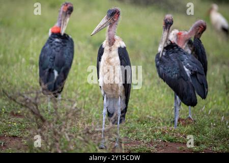 Südafrika, Kruger-Nationalpark, Marabou Stork (Leptoptilos crumenifer) Stockfoto