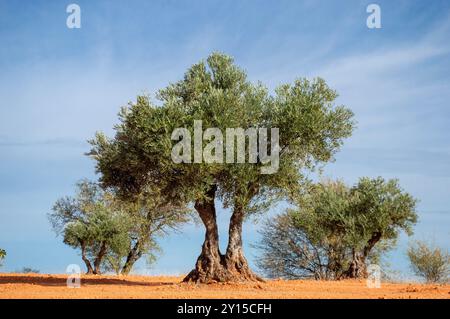 Hundertjähriger Olivenbaum im mediterranen Olivenhain in Spanien. Stockfoto