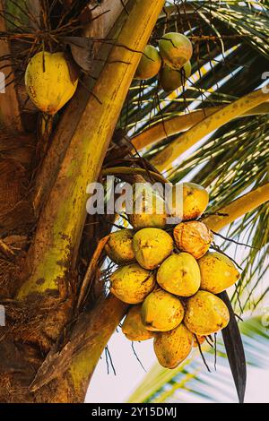 Goa, Indien. Close View Of Fruits Of Coconut Tree Palm Stockfoto