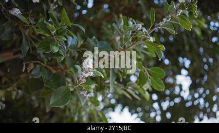 Nahaufnahme der quercus coccifera, allgemein bekannt als Kermes-Eiche, in murcia, spanien, mit ihren immergrünen Blättern und blühenden Catkins. Stockfoto