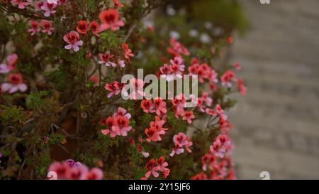 Pinkfarbene und rote pelargoniumblüten blühen im Freien in einem Garten in apulien, süditalien, und zeigen ihre Schönheit vor einem verschwommenen Steinrücken Stockfoto