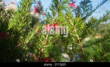 Eine lebendige Outdoor-Szene in apulien, italien, mit einer Biene, die eine auffällige Grevillea juniperina Pflanze mit ihren charakteristischen roten Blüten und Grün bestäubt Stockfoto