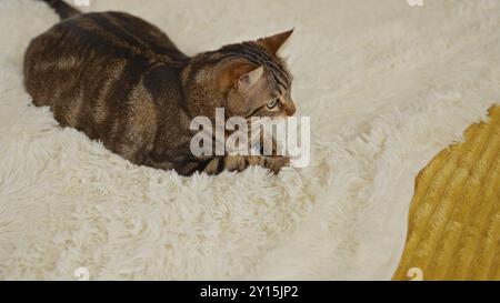 Eine schöne Tabbykatze liegt bequem auf einer flauschigen weißen Decke in einer gemütlichen Inneneinrichtung. Stockfoto