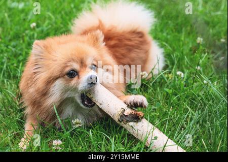 Pommersche Spitz. Der Hund kaut an einem großen Zweig, putzt sich die Zähne. Lustiger junger, roter Pommerscher Welpe Hündchen Hündchen glücklich draußen zu spielen. Stockfoto