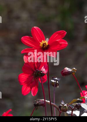 Hintergrundbeleuchtete Blüten der roten blühenden einzelnen halbharten Stauden, Dahlia „Bischof von Llandaff“ Stockfoto