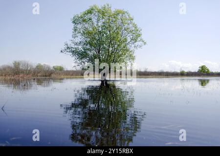 Einsamer Baum in einer ruhigen überfluteten Landschaft, die sich im ruhigen Wasser unter einem klaren blauen Himmel spiegelt. Stockfoto