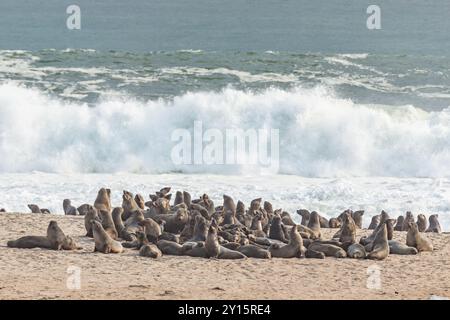 Skelett Coast Pelzrobbenkolonie am Cape Cross Namibia Stockfoto