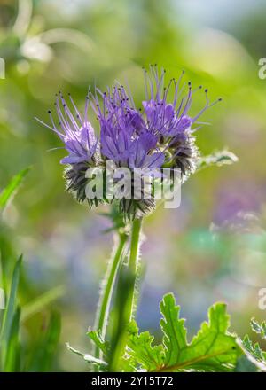 phacelia tanacetifolia, wunderschön hinterleuchtet in einem Blumengarten auch bekannt als Skorpion Unkraut, Spitzen phacelia und lila tansy vertikales Bild mit Kopien s Stockfoto