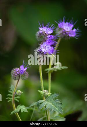 phacelia tanacetifolia, auch bekannt als spitzenphacelia, Purple-tansy und Skorpion-Unkraut, vertikales Bild mit einem ausgewählten Motiv unscharfen Hintergrund ideal für Stockfoto