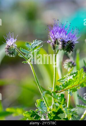 phacelia tanacetifolia , aufgenommen in einem Blumengarten auch bekannt als Skorpion Unkraut, Spitzen phacelia und lila tansy vertikales Bild mit Kopierraum auswählen Stockfoto