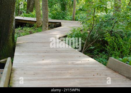 Niedrige weite Sicht über einen Holzsteg mit grünen Büschen auf beiden Seiten. Sonnenschein und Schatten am späten Tag. Führende Linien im Bild Stockfoto