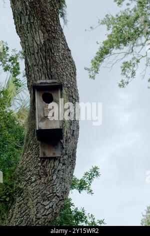 Nahaufnahme eines vertikalen Holzvogelhauses auf der rechten Seite, das an einer großen kurvigen Eiche befestigt ist. Grüne Gliedmaßen auf beiden Seiten. Spanisches Moos hängt unten Stockfoto