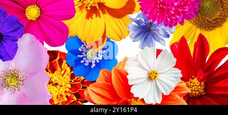 Schöne Sommergartenblumen isoliert auf weißem Hintergrund. Kreatives Layout, flache Ladefläche. Designelemente. Stockfoto