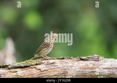 Baumpipit, Anthus trivialis Stockfoto