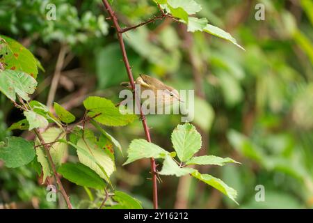 Gemeine Chiffchaff, Phylloscopus collybita Stockfoto