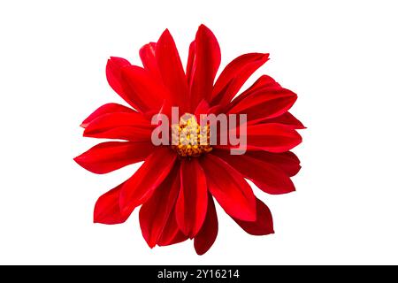 Rote Dahlienblume isoliert auf weiß. Nahaufnahme. Stockfoto