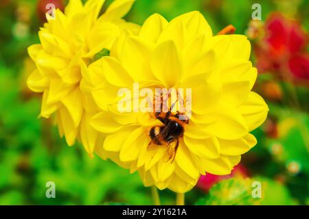 Hummel auf einer Dahlien in einem botanischen Garten. Nahaufnahme. Stockfoto