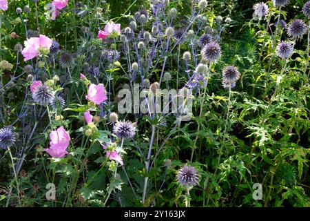 Eryngium planum blaues Meer stechpalme und rosa Lavatera blühen an einer krautigen Grenze im Oxford Botanical Garden Oxfordshire England UK KATHY DEWITT Stockfoto