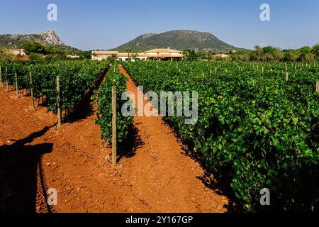 Rebfeld, Weinklub Maruccia 953, Llucmajor, Mallorca, balearen, spanien, europa. Stockfoto