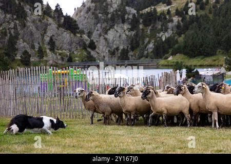 Sant Gil Festivity Schäferhund-Hirtenherde-Ausstellung. Vall de Núria (Pyrenäen), Queralbs, El Ripollès, Girona, Katalonien, Spanien, Europa. Stockfoto