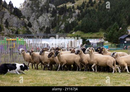 Sant Gil Festivity Schäferhund-Hirtenherde-Ausstellung. Vall de Núria (Pyrenäen), Queralbs, El Ripollès, Girona, Katalonien, Spanien, Europa. Stockfoto