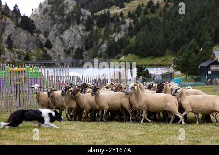 Sant Gil Festivity Schäferhund-Hirtenherde-Ausstellung. Vall de Núria (Pyrenäen), Queralbs, El Ripollès, Girona, Katalonien, Spanien, Europa. Stockfoto