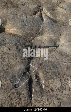 Dinosaurierspuren, die Peladillo-Ära-Ichnites-Deponie, Igea, La Rioja, Spanien, Europa. Stockfoto