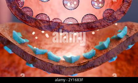 Muskarinacetylcholinrezeptoren, Muskelfasersarkolemme, Neurotransmitter oder neuromuskuläre Übergangsstelle, Zyklus der Ach-Freisetzung bei Myasthenia gravis, Nein Stockfoto