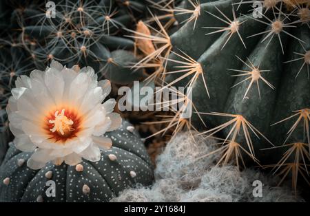 Gelbe Blume von Astrophytum asterias (Kabuto cactus) mit Ferocactus echidne, Mammillaria longimamma und Mammillaria plumosa im Kaktusgarten. Viele Stockfoto