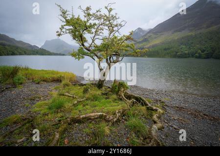 Ein einsamer Baum, der am Ufer von Buttermere ums Überleben kämpft. Stockfoto