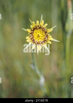 wilde gelbe Blume Stockfoto