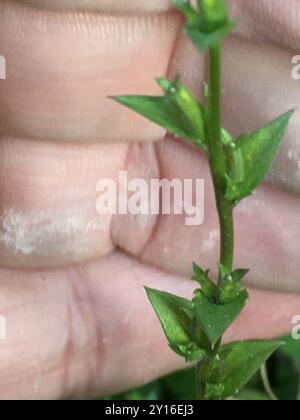 Die Plantae der Venus aus Glas (Triodanis perfoliata) Stockfoto