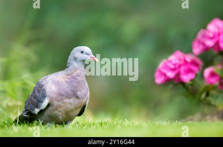 Porträt einer Holztaube, die auf grünem Gras in der Nähe roter Blumen steht, Großbritannien. Stockfoto