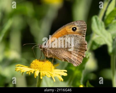 Meadow Brown Stockfoto