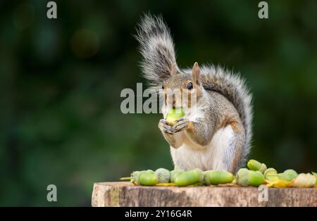 Porträt eines grauen Eichhörnchens, das Eichel auf einem Baumstumpf isst, im Herbst, Großbritannien. Stockfoto