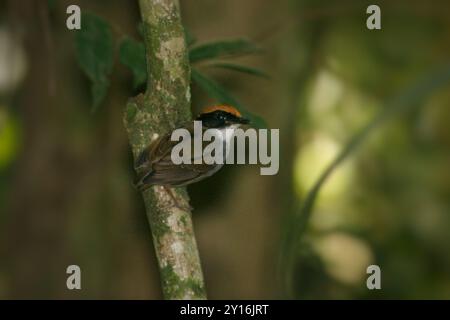 Schwarzwangen-Gnateater (Conopophaga melanops) Aves Stockfoto