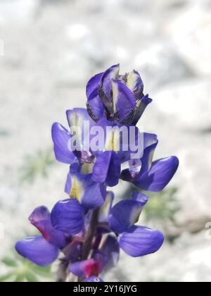 Coulter-Lupine (Lupinus sparsiflorus) Plantae Stockfoto