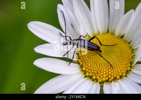 Kleiner schwarzer Langhornkäfer - Stenurella nigra, schöner kleiner schwarzer Langhornkäfer aus europäischen Wiesen und Wäldern, Weiße Karpaten, Tschechische Republik Stockfoto