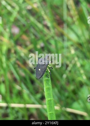 Black Stink Bug (Proxys punctulatus) Insecta Stockfoto