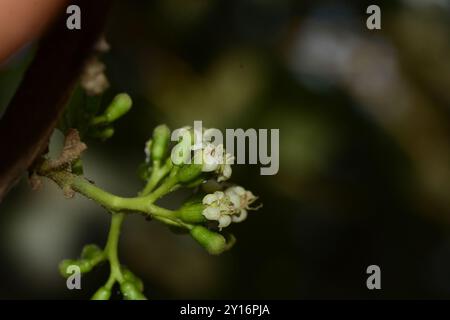 Kirschblüte (Cordia dichotoma) Plantae Stockfoto