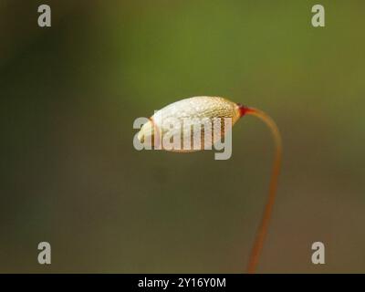 Rhizomniummoos (Rhizomnium glabrescens) Plantae Stockfoto